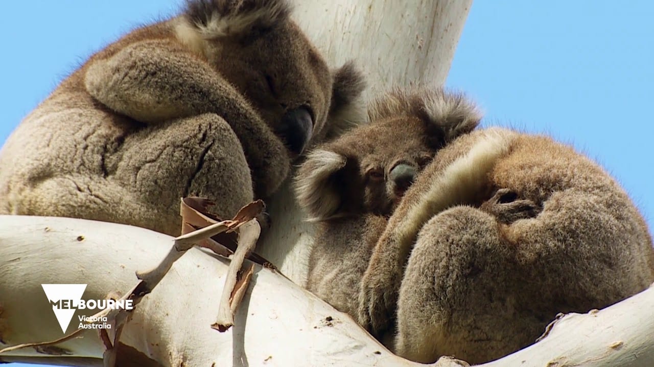 Urlaub in Melbourne bei den Koalas