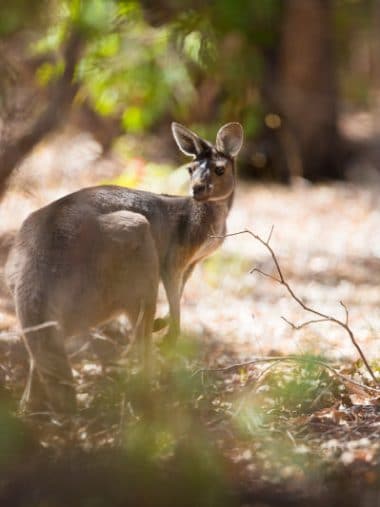 Kangaroo in Australien
