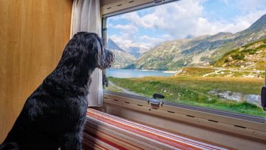 Hund im Urlaub allein lassen